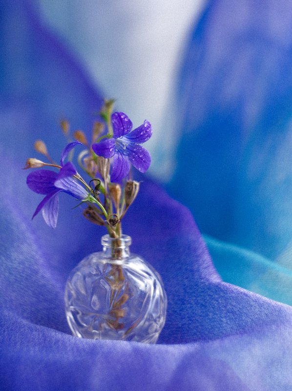 Нежность. фото превью