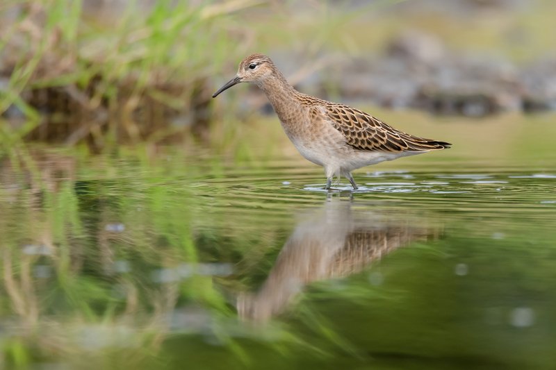 турухтан,кулик, вода, мель, Москва река, птицы Подмосковья, пролётные птицы, Philomachus pugnax Патрулирование фото превью