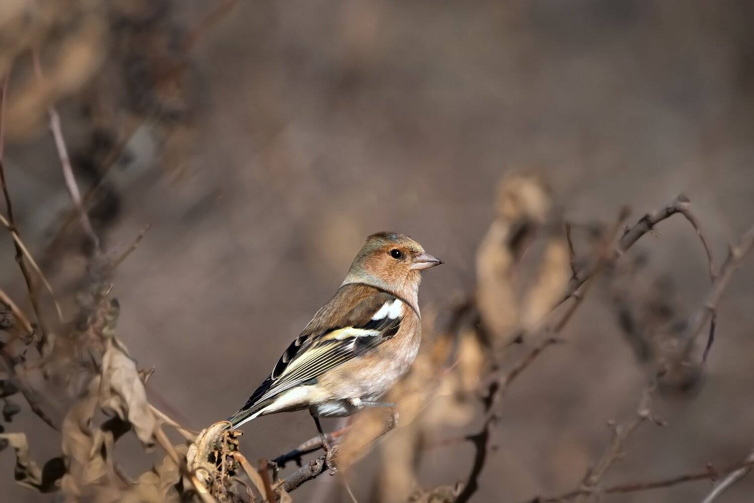 , Алексей Рыльский