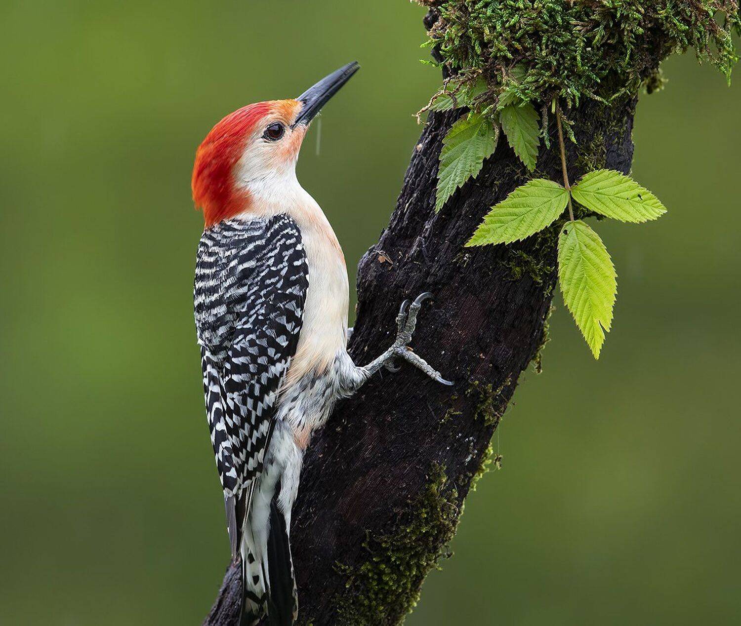 дятел, каролинский меланерпес, red-bellied woodpecker, woodpecker, Elizabeth Etkind