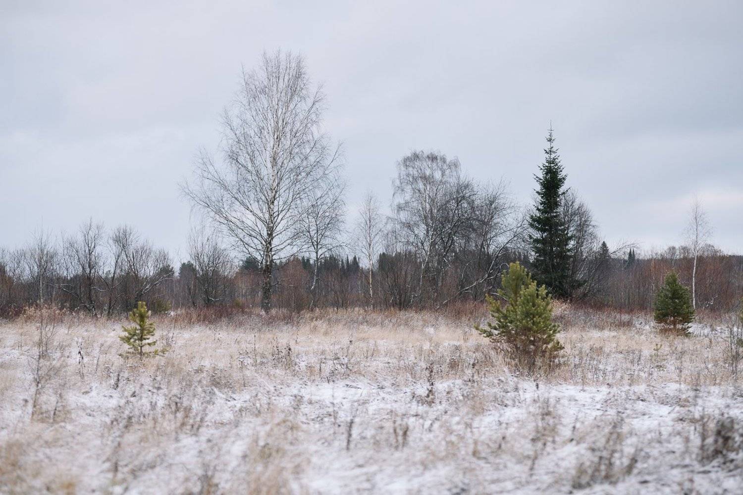 , Григорий Пиль