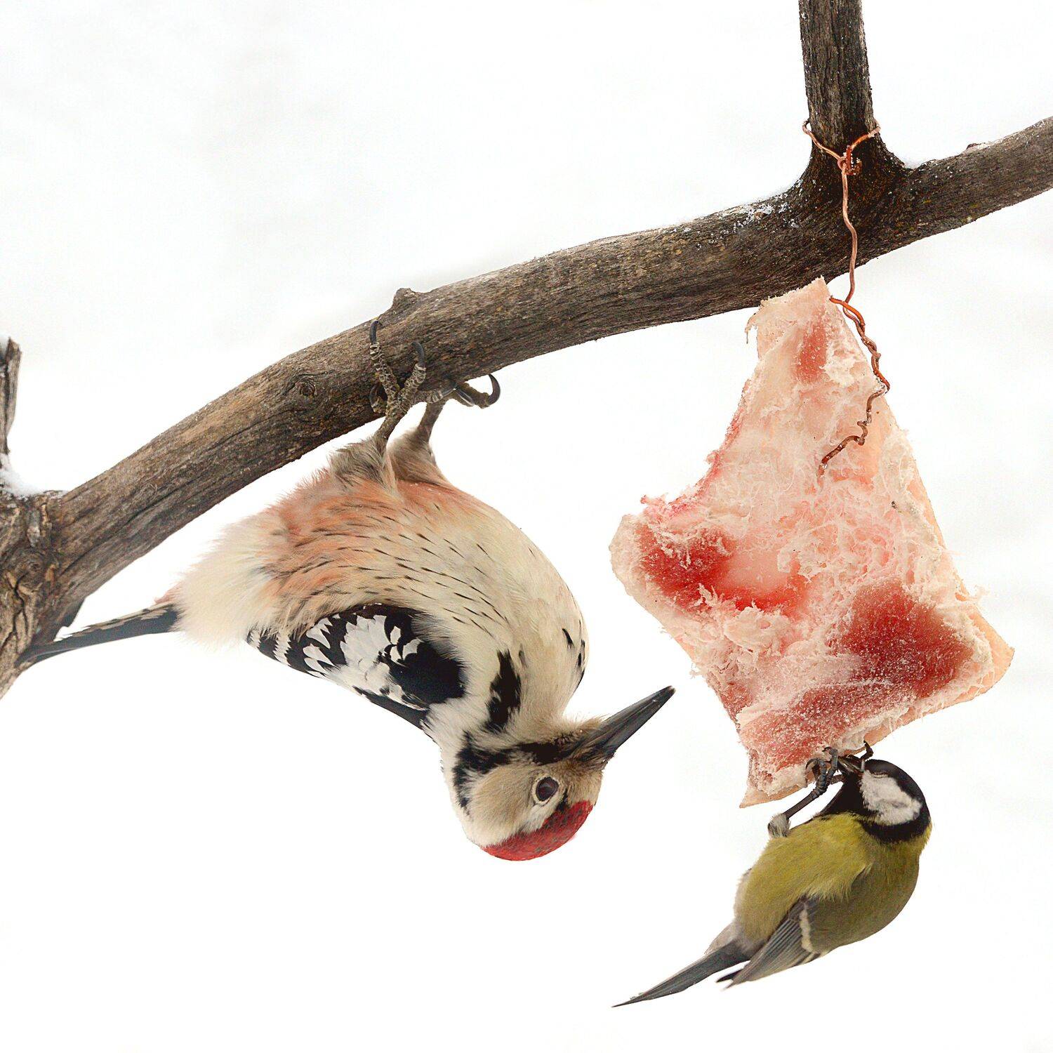 , Михаил Белоусов