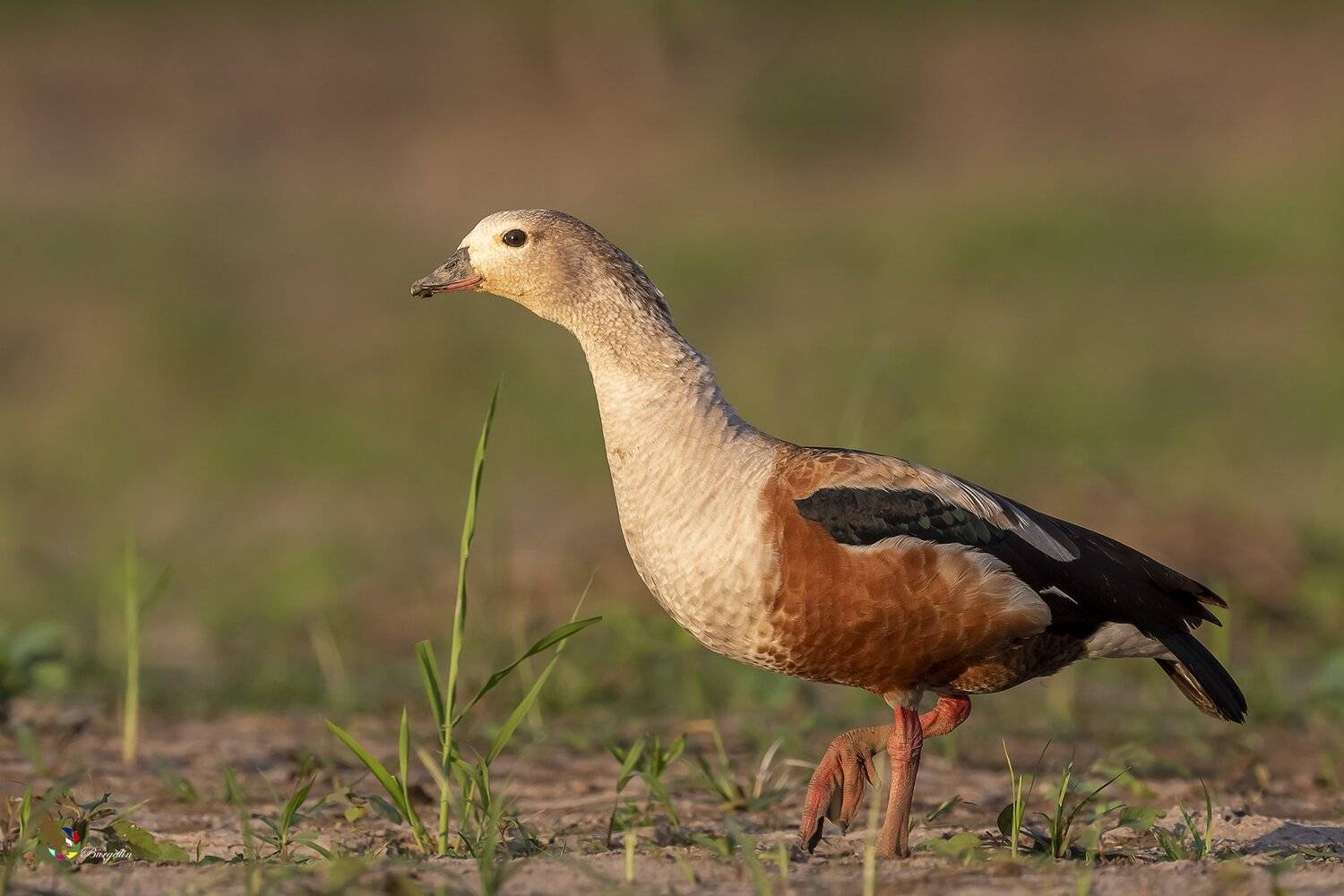 , Fernando Burgalin Sequeira