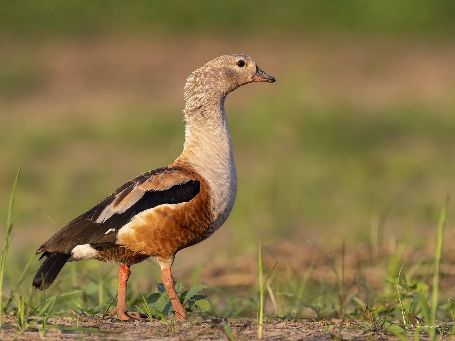 , Fernando Burgalin Sequeira