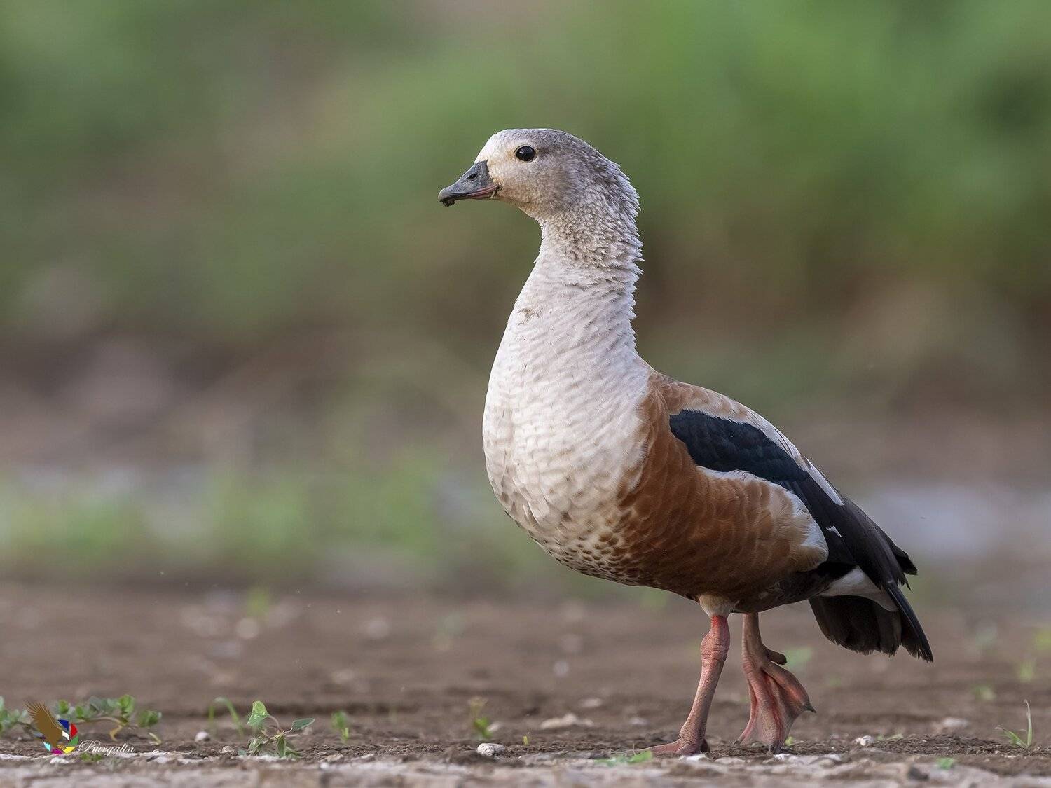 , Fernando Burgalin Sequeira