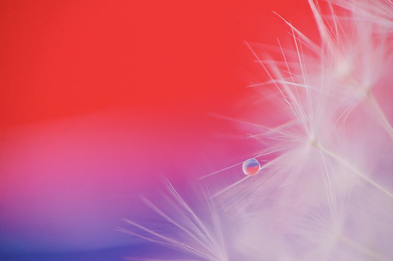 макро, цветы *** фото превью