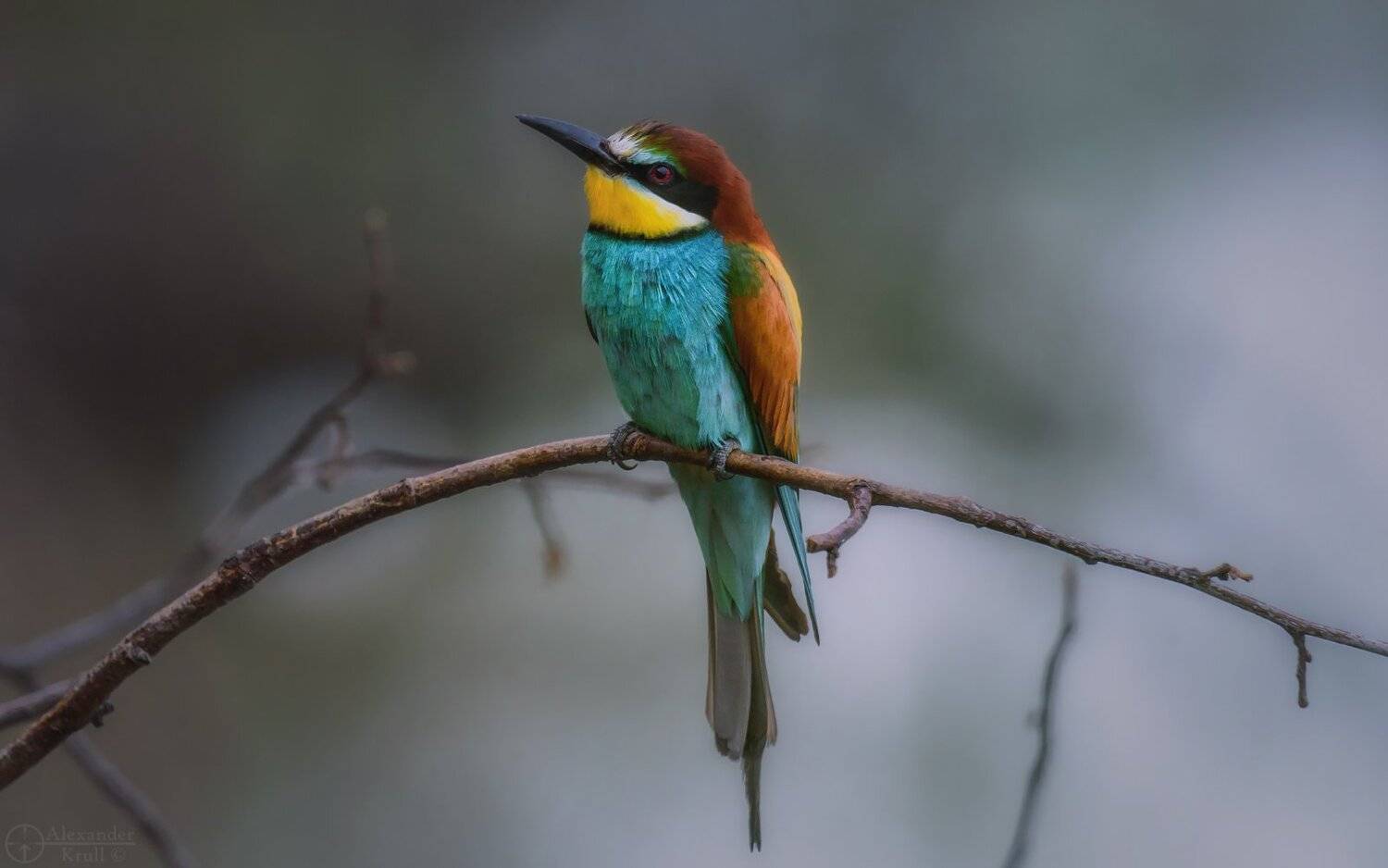 , Александр Круль