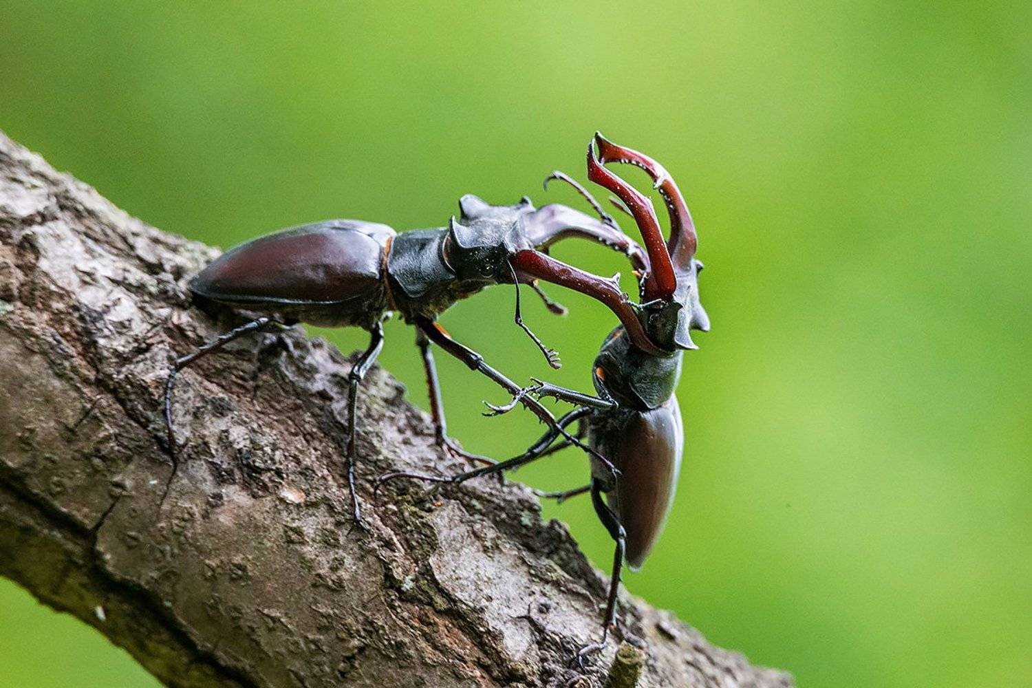 , Сергей Савви