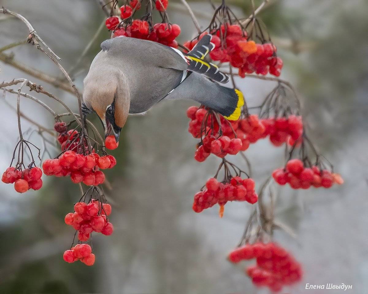 animal  bird, animal wildlife, nature  waxwing, bohemian waxwing, winter, animals in the wild, red, свиристель, калина, Елена Швыдун
