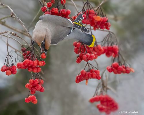 Bohemian waxwing