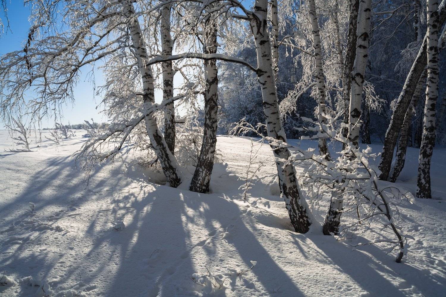 россия, алтайский край, колок,берёзы,зима, Андрей Поляков