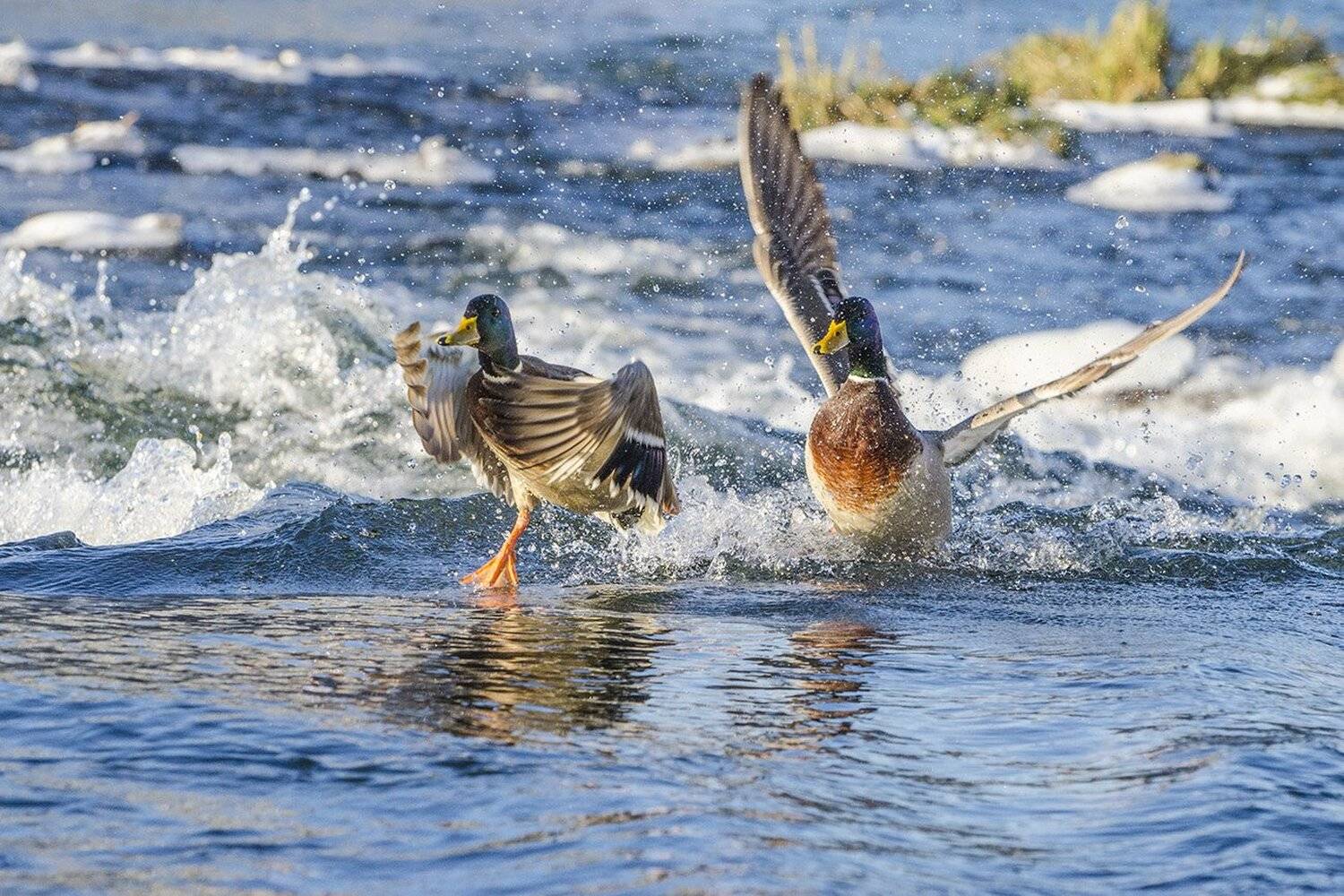 птицы, утки, кряквы, селезни, наперегонки, Михаил Агеев