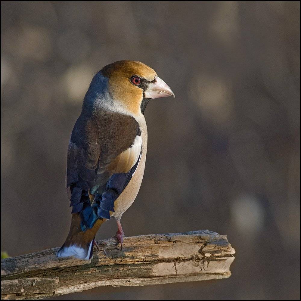 дубонос,самец,взгляд, Иван