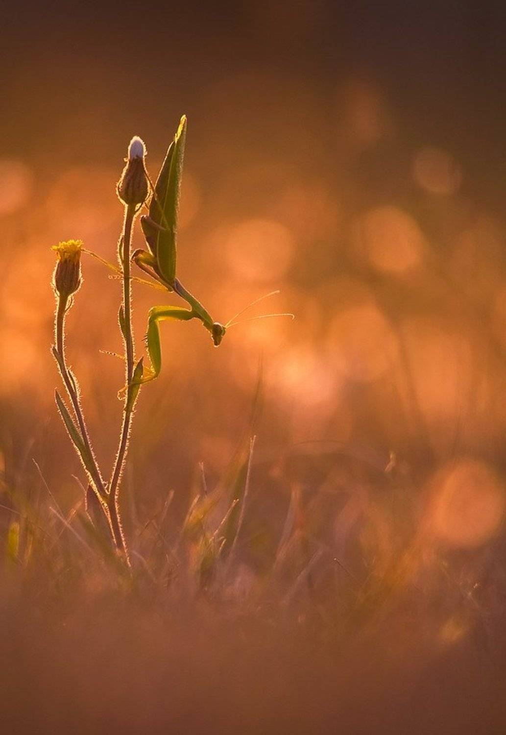 , Вячеслав Мищенко