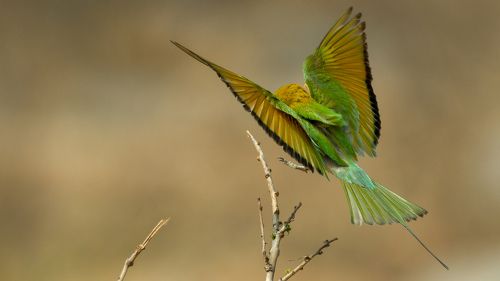 Green bee-eater