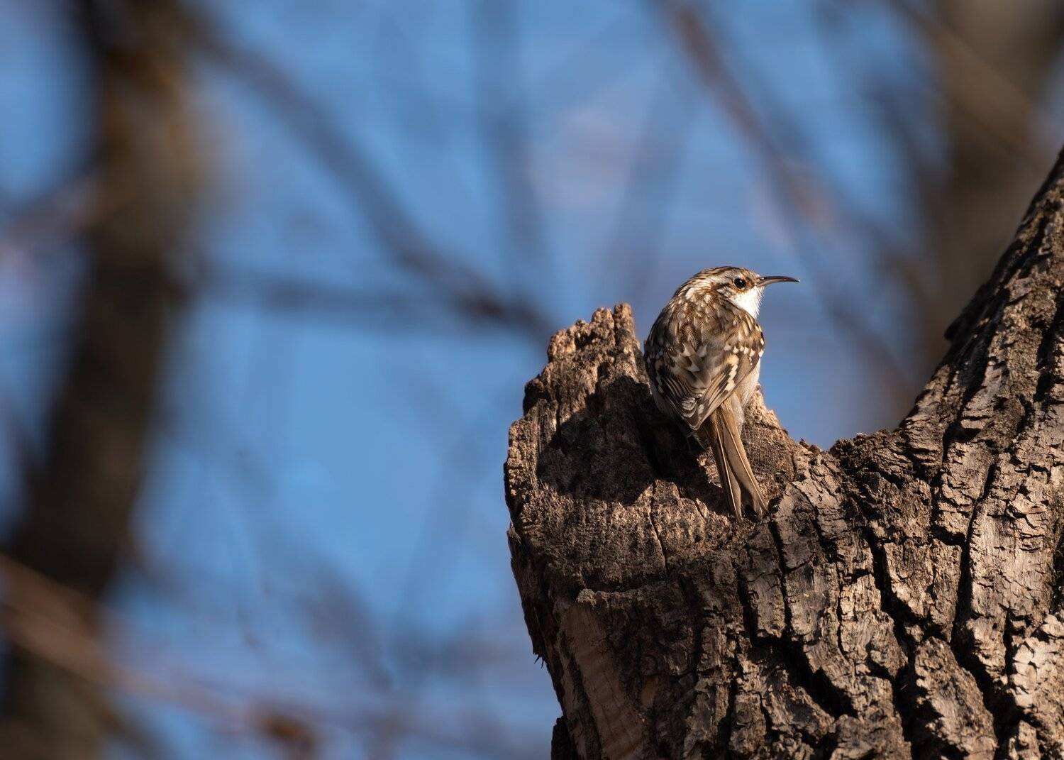 пищуга, Алексей Рыльский