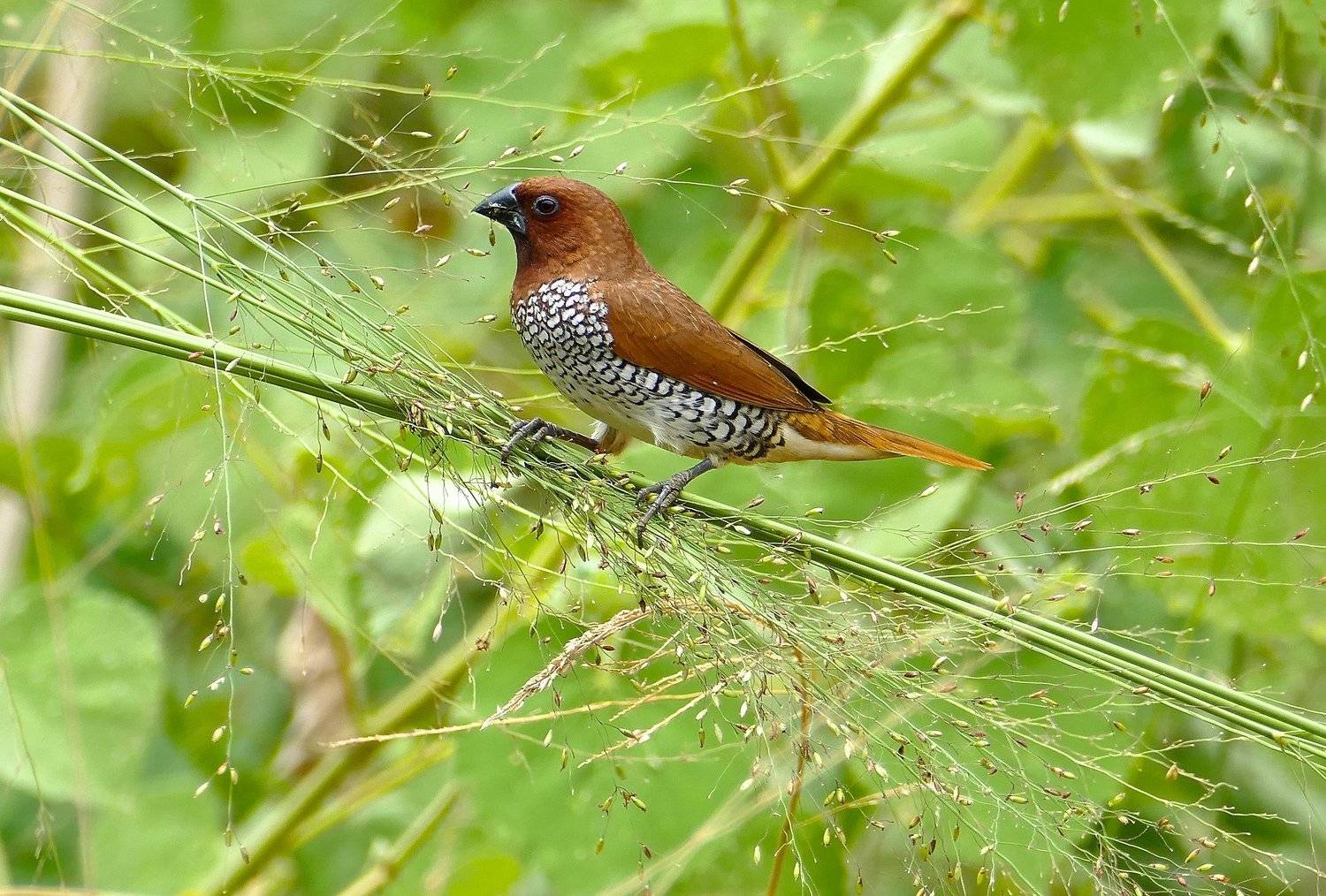birds, animals, Sri Lanka, green, colorful, Amadina, tree, seed, food, Asia, travel, nature, fauna, , Svetlana Povarova Ree