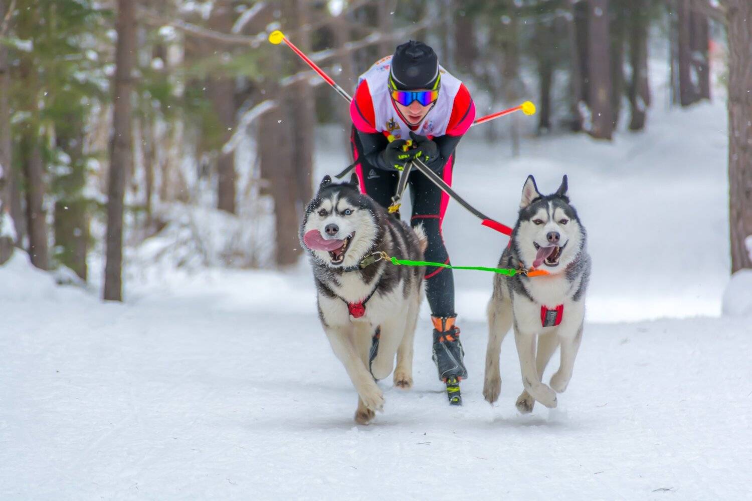 упряжка собаки лыжи зима скиджоринг, Жданов Дмитрий