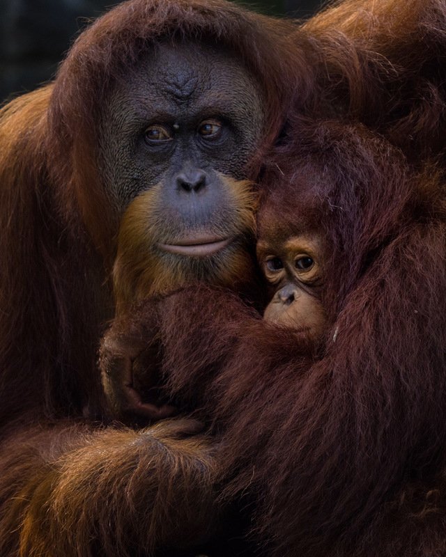 #orangutan #zoo Hold Me фото превью