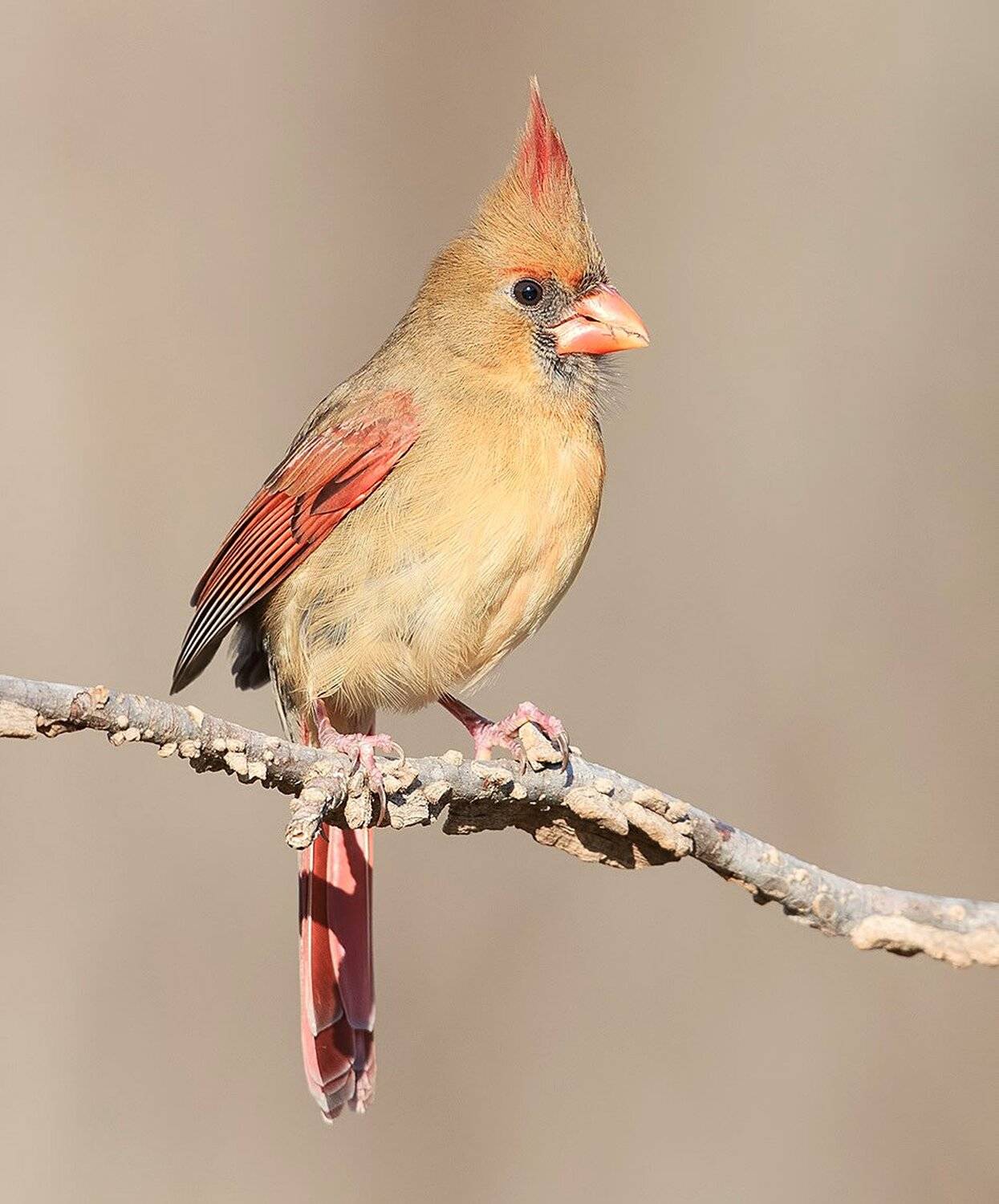 красный кардинал, northern cardinal, cardinal,кардинал, Elizabeth Etkind