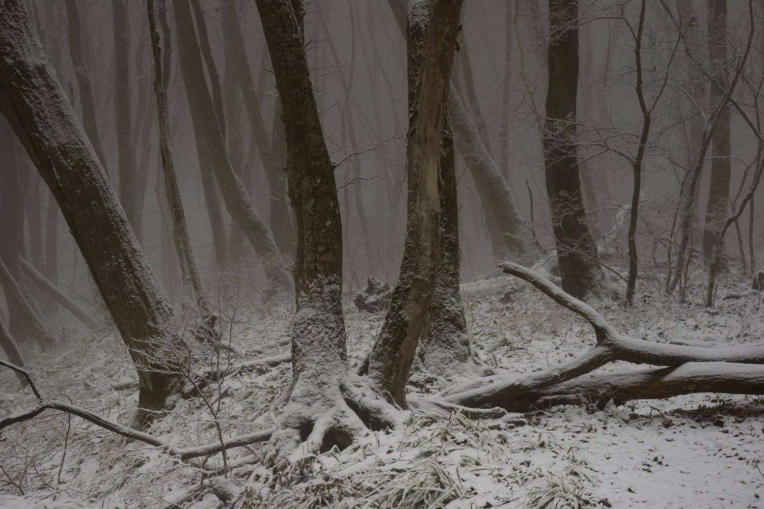 зима туман лес утро, Александр Жарников