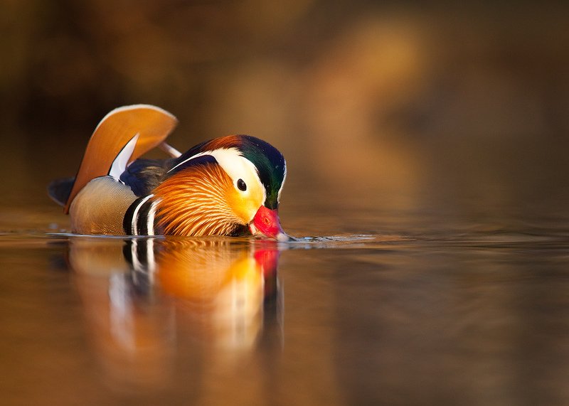 Mandarin duck фото превью