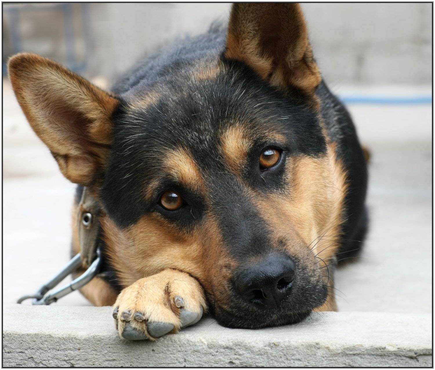 , Владимир Краснов