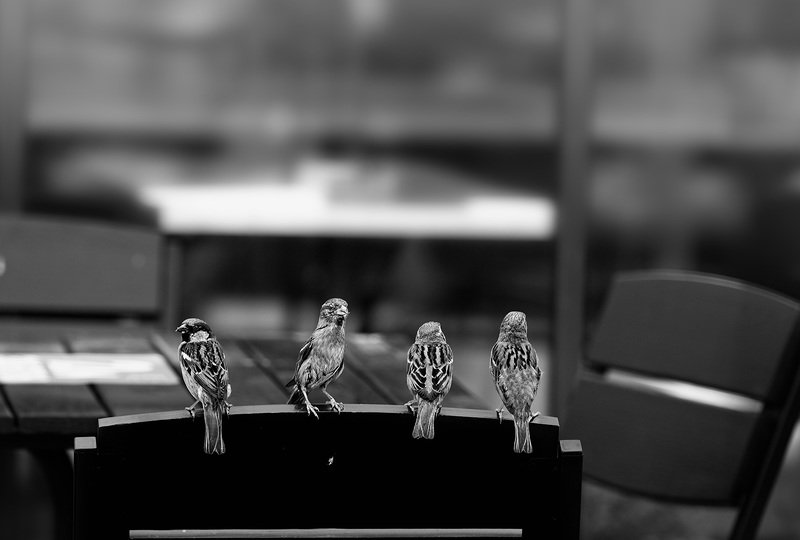 чб фото, птицы, уличное фото, город Уличное кафе. Сплетницы фото превью