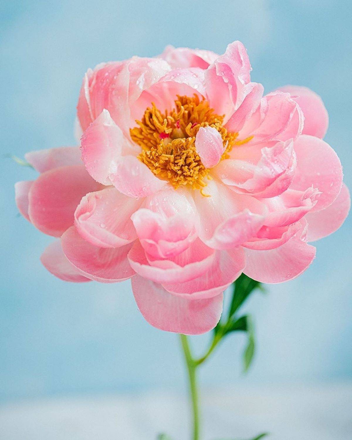 лето, пионы, свет, розовый, желтый, букет, Анастасия Зубкова