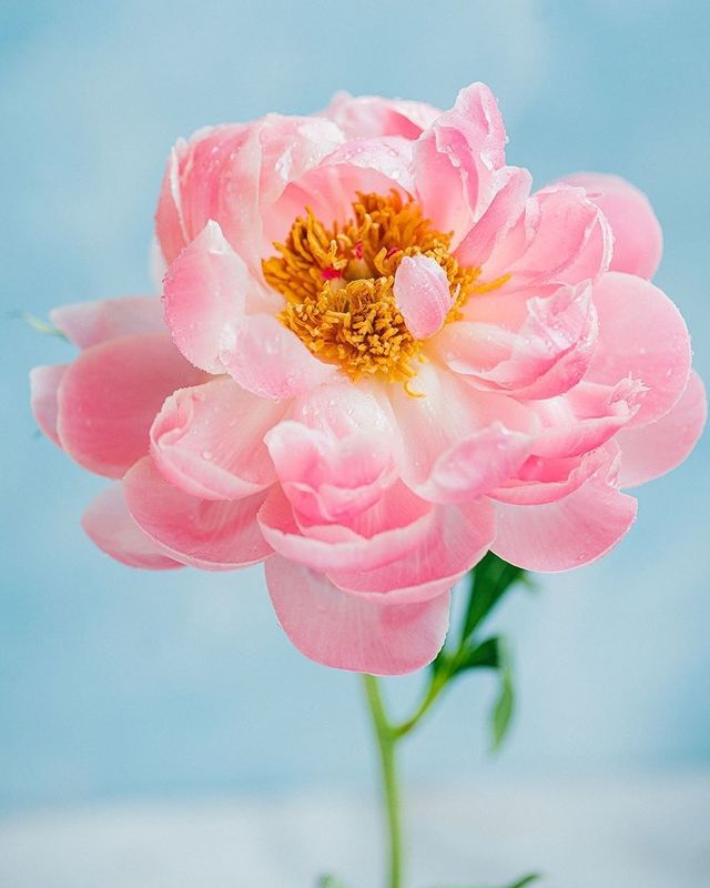 лето, пионы, свет, розовый, желтый, букет  фото превью