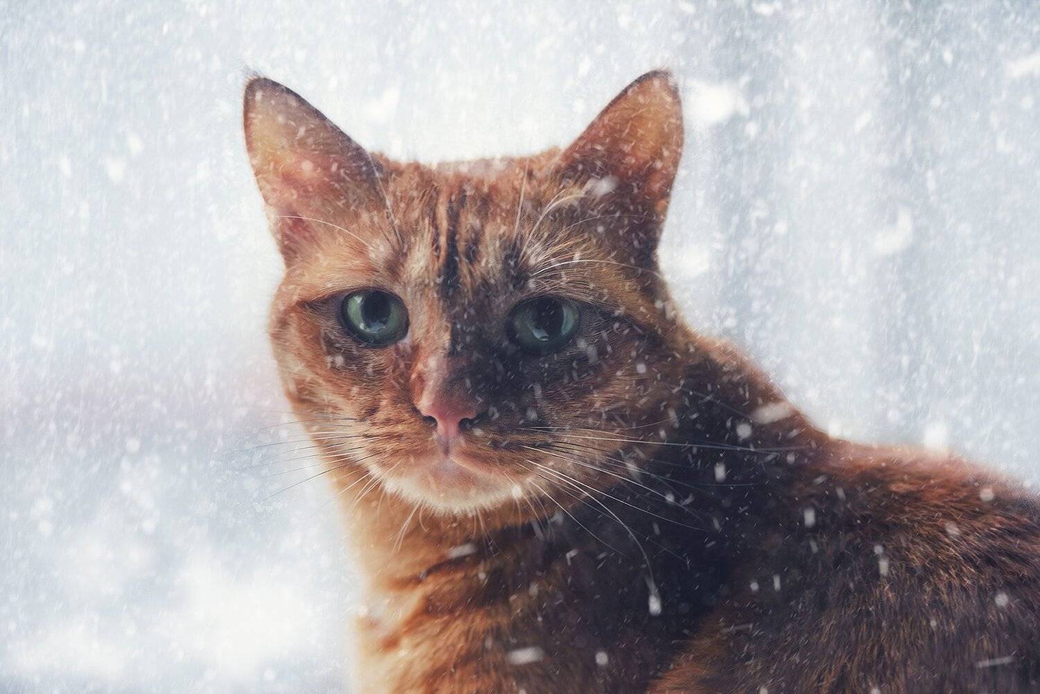 , MVO (Марк Орлов)