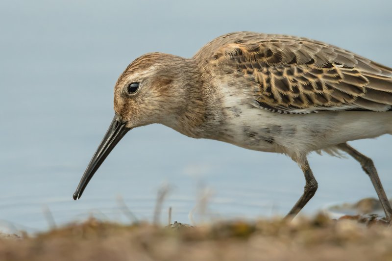 кулики, мель, Москва река, птицы Подмосковья, пролётные птицы, чернозобик, Calidris alpina Тяжёлый день? фото превью