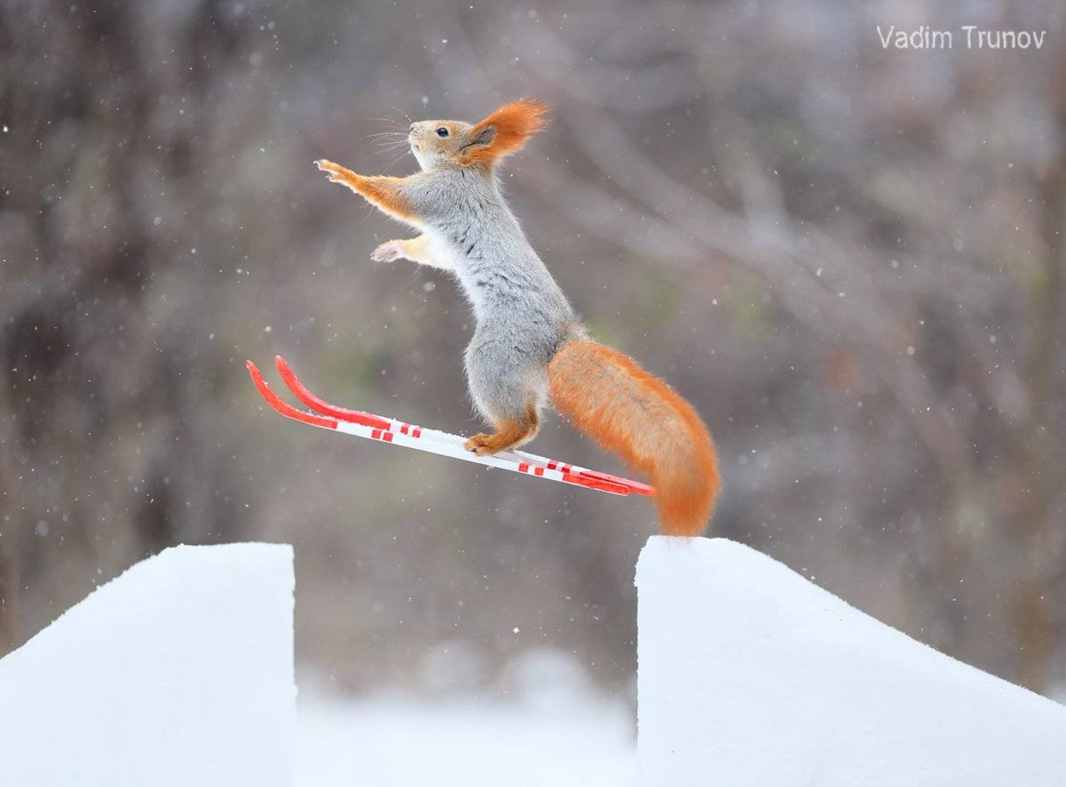 белка, лыжник, squirrel, freestyle, Вадим Трунов
