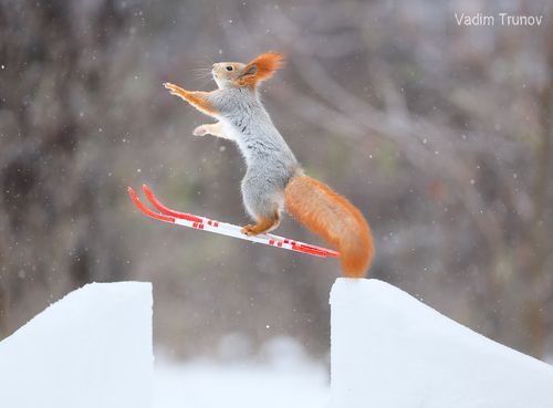 Лыжник свободного стиля