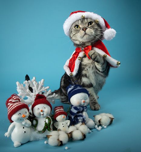 Скоро Новый Год - Наши котики к праздникам!