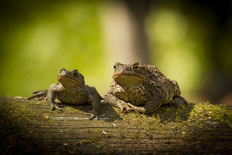 жаба Семейное фото фото превью