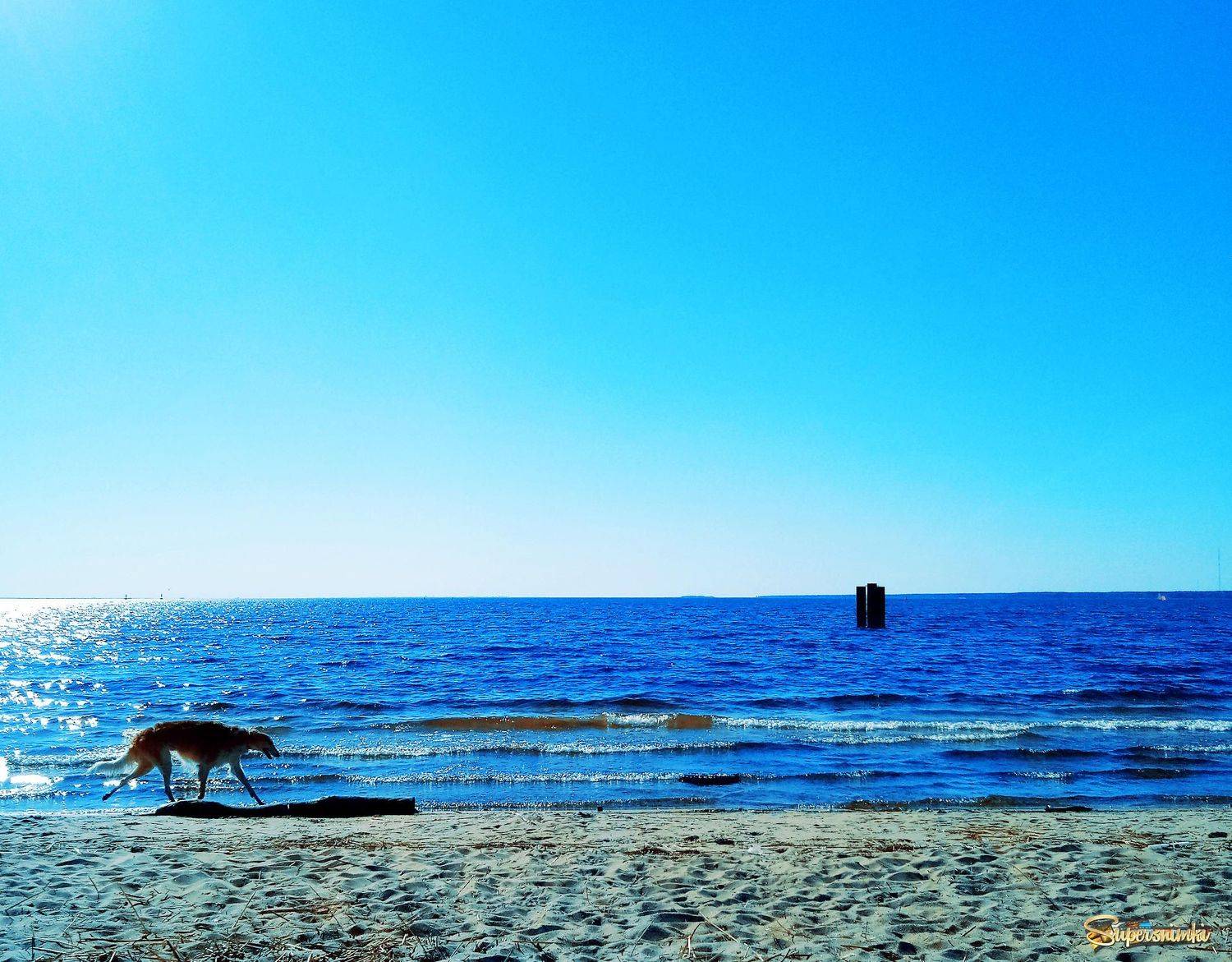 море,лягавая,собака, Bubblegum