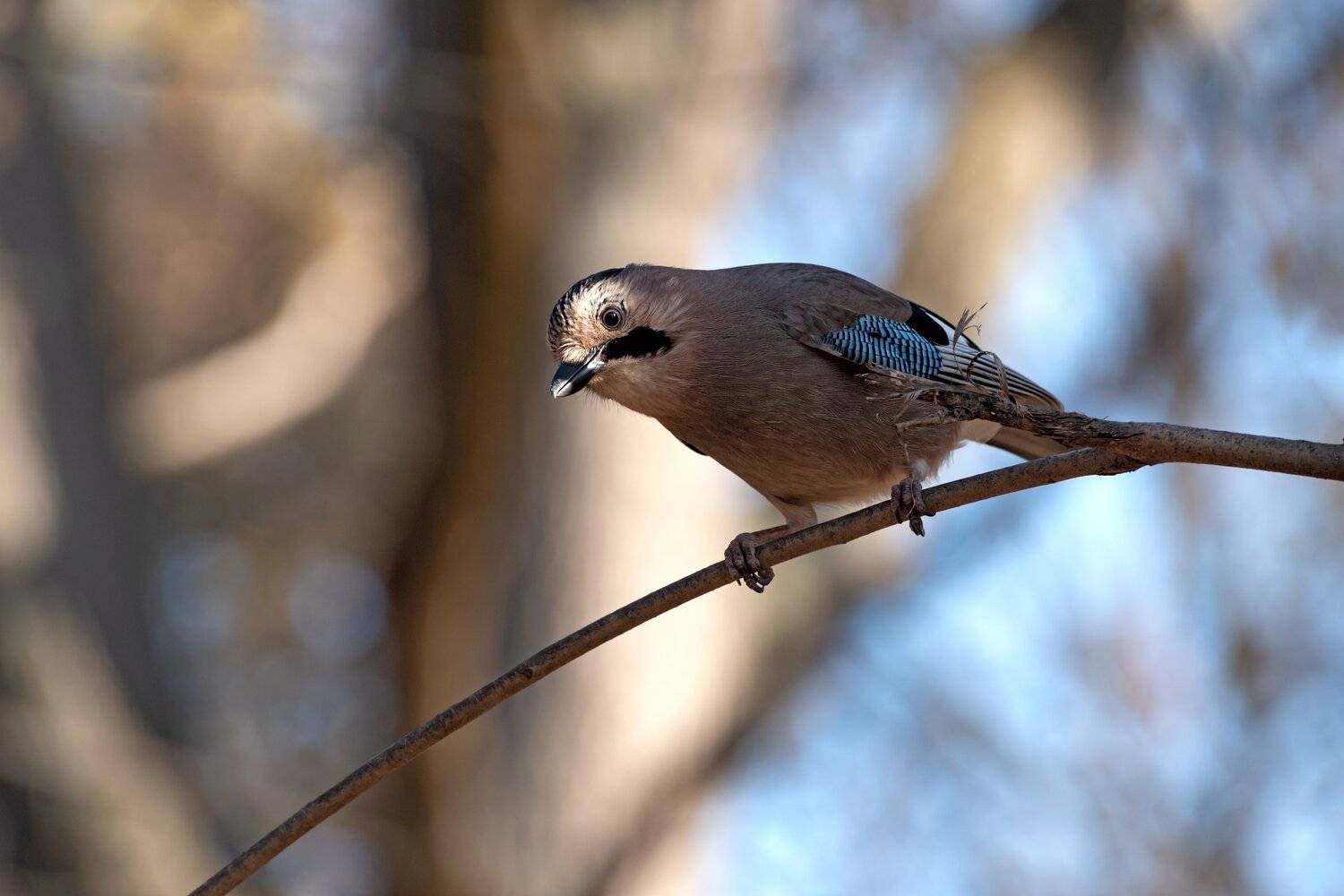 сойка кареза, Алексей Рыльский