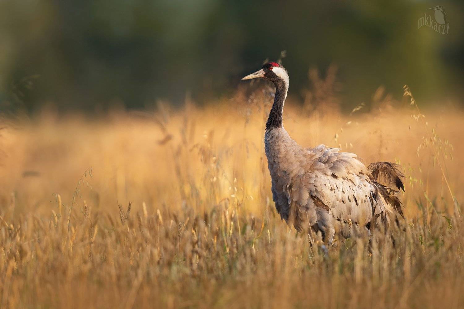 , Marcin Kaczmarkiewicz