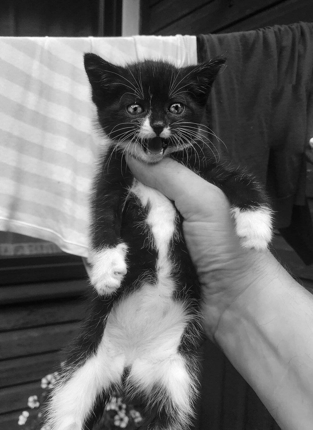 #iphone, Artur Politov