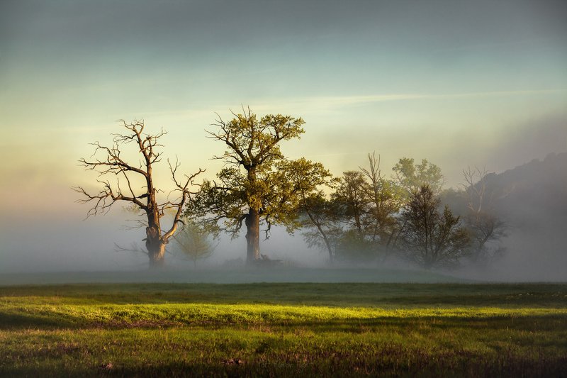 Oaks. фото превью
