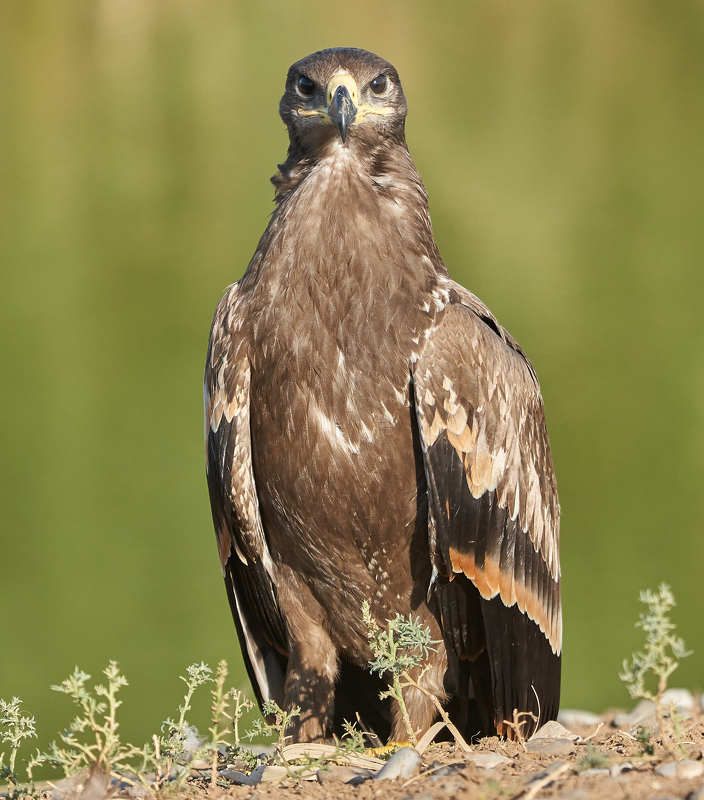 Степной орел фото превью