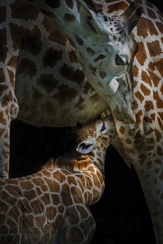 #giraffe #animal #zoo Milking the Infant фото превью