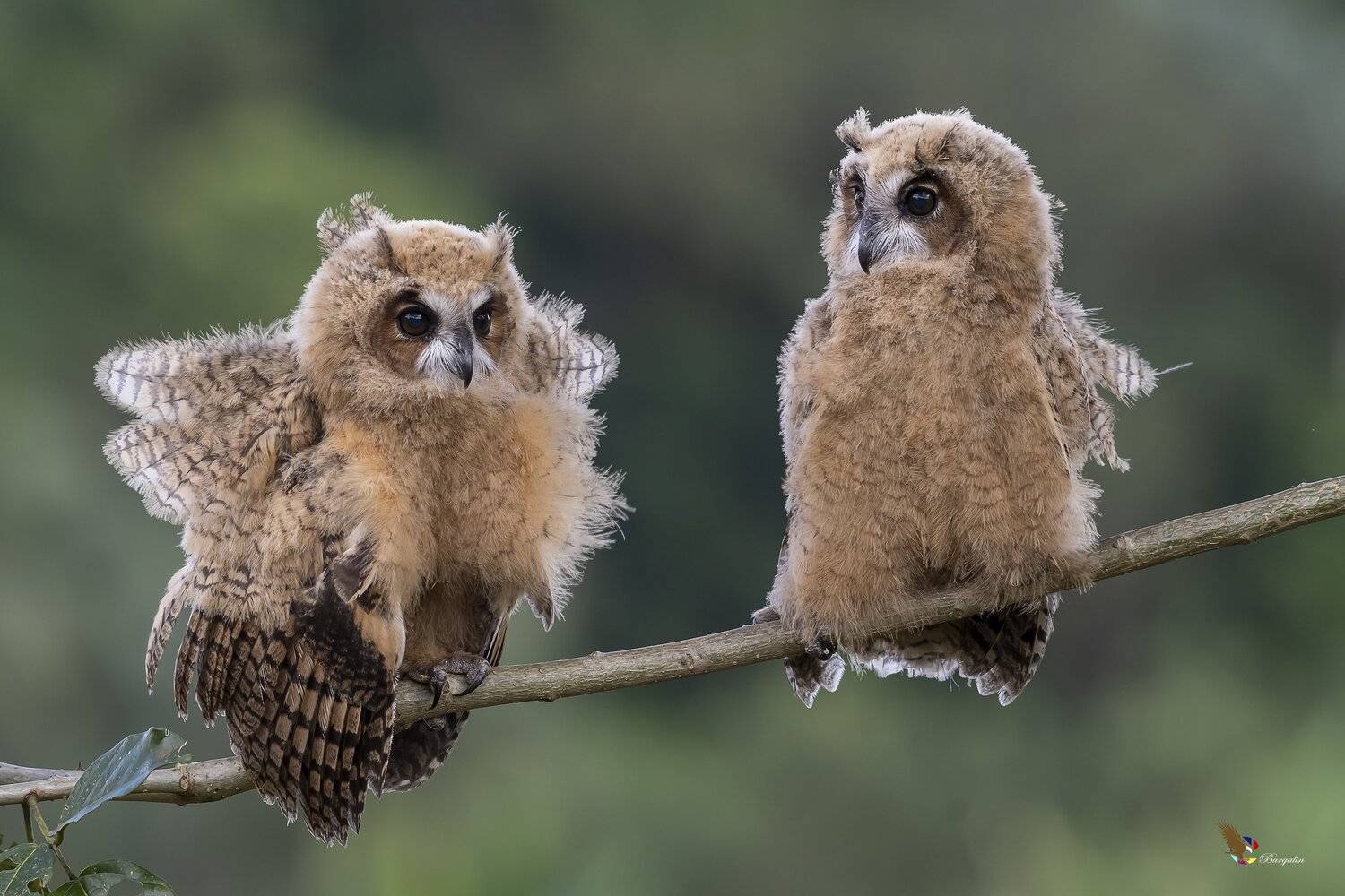 , Fernando Burgalin Sequeira