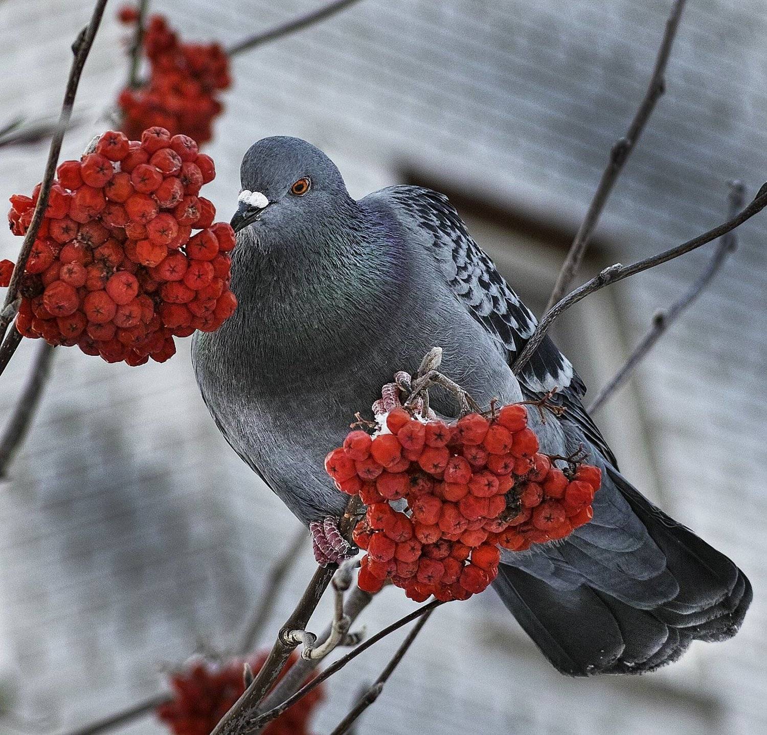 , Бусыгин Борис