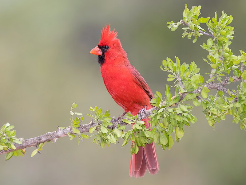 красный кардинал, northern cardinal, cardinal,кардинал, tx, texas Northern Cardinal male - Красный кардинал самец фото превью
