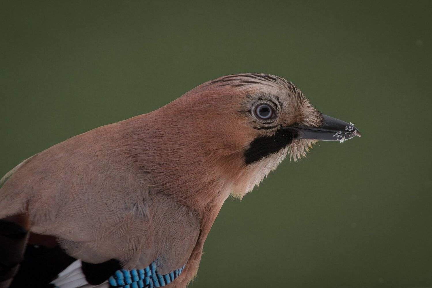 birds, jay, wildlife, птицы, сойка, Алексей Юденков
