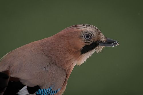 Сойка. Портрет.