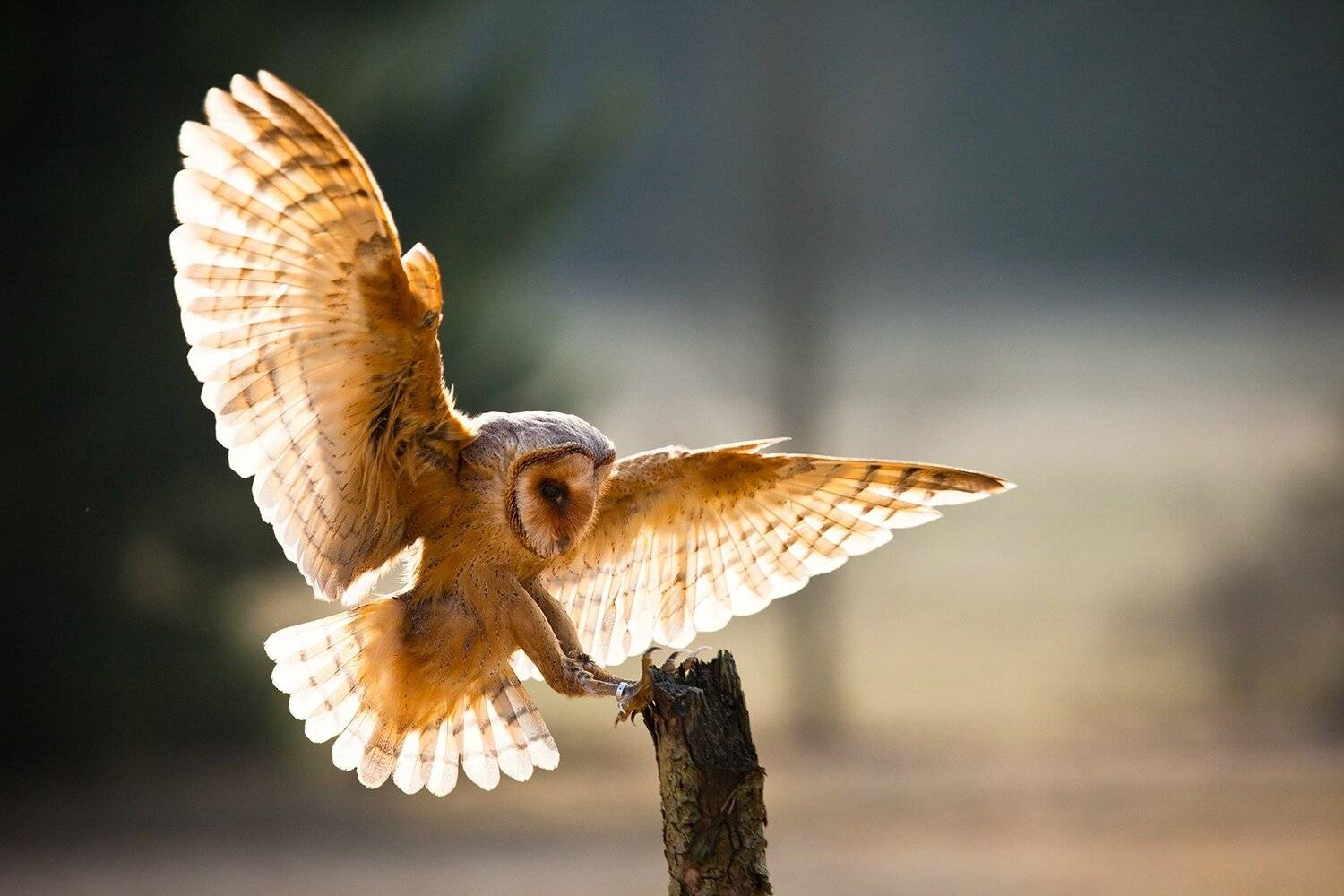 , Robert Adamec