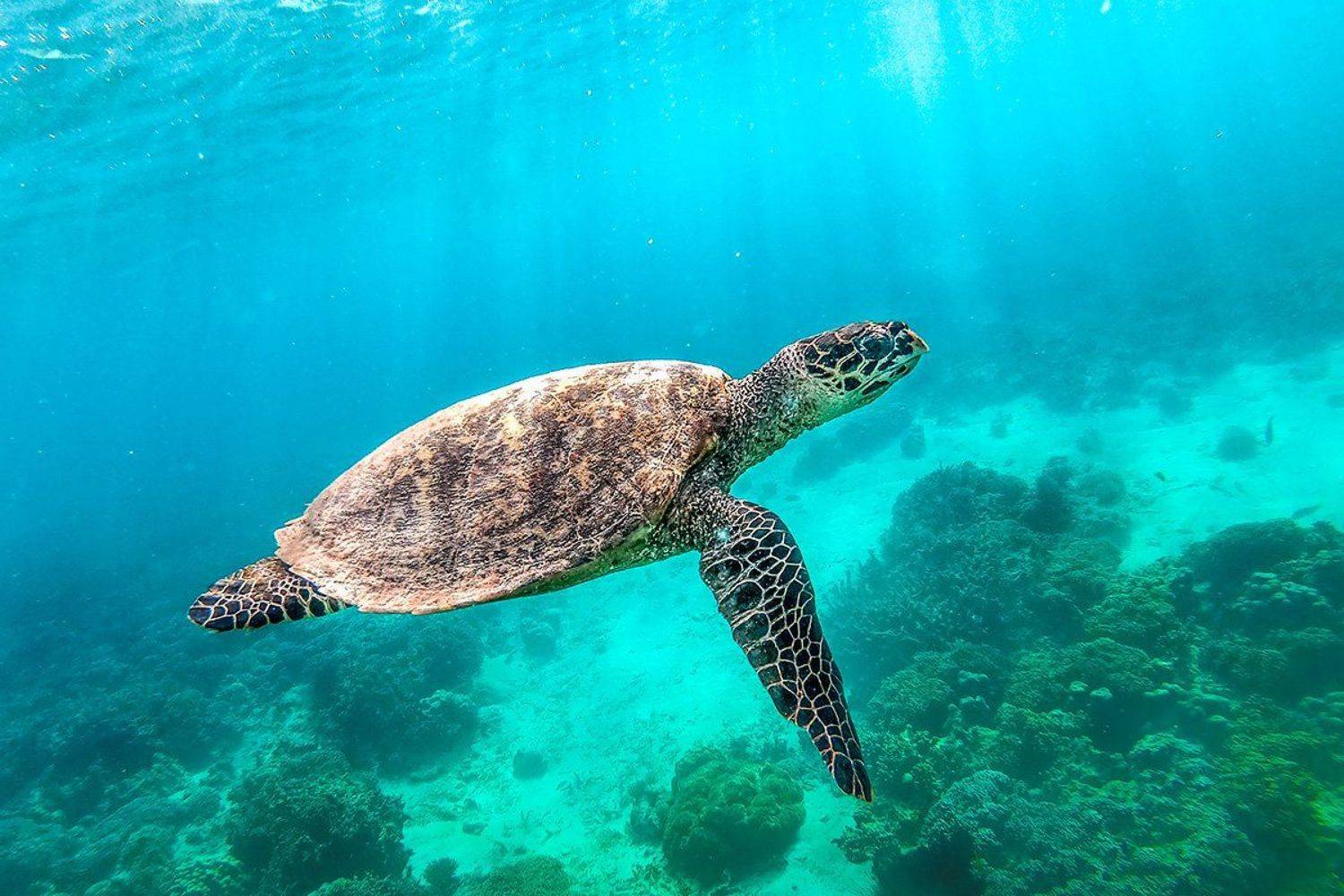 , Сергей Савви